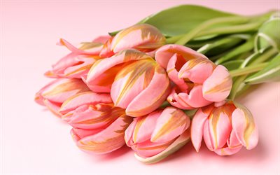 bouquet de tulipes roses, 4k, tulipes, fond rose, tulipes roses, fleurs de printemps, bouquet de tulipes, fond avec des tulipes, carte de voeux