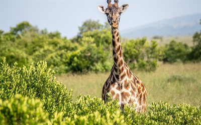 giraff, savann, vilda djur, afrika, bilder med giraffer, giraffer