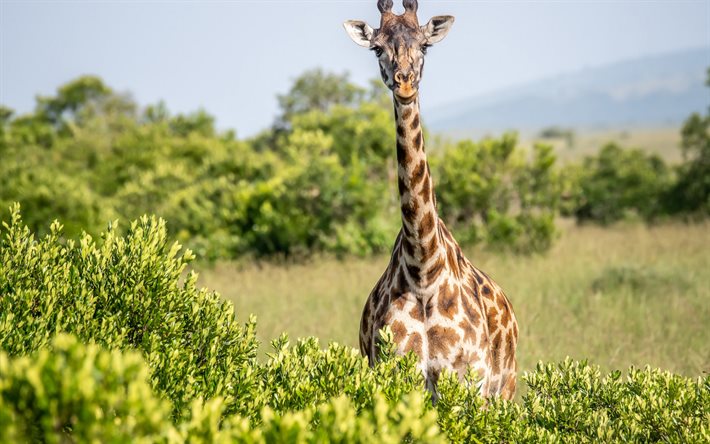 jirafa, sabana, vida silvestre, áfrica, giraffa, fotos con jirafa, jirafas