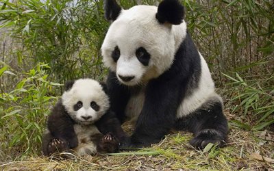 china, los osos panda, animales lindos, panda, los cachorros