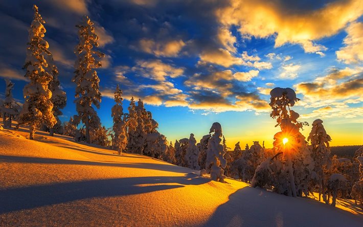 en hiver, les montagnes, l'aube, beaucoup de neige, arbre, gori, alinci