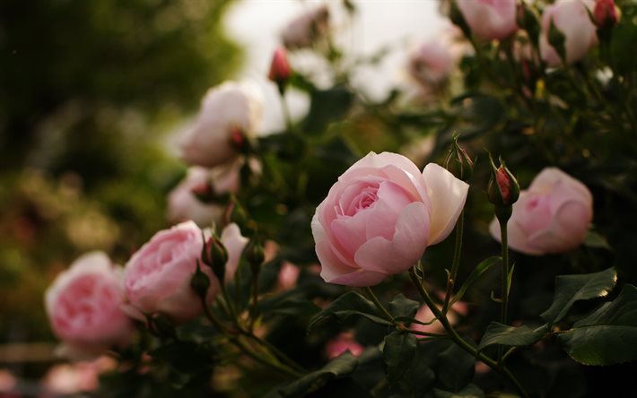 rose, pembe çiçekler, Polonya güller akşam