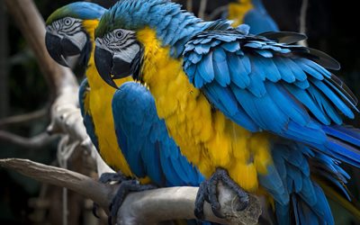 splendidi uccelli, papogi, il blu e il giallo di pappagalli, pappagalli, ara