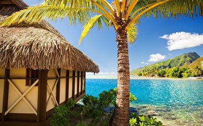 tropical island, palm trees, sea, blue sky