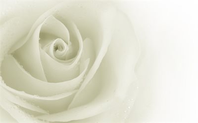bud, white rose, 폴란드 장미, 화이트 장미