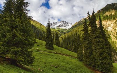 las montañas, las laderas de las montañas, árbol, verano, garganta, kirguistán, altyn arashan