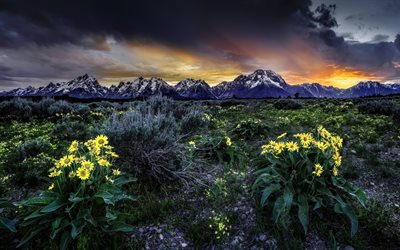 아침, 바, 산, 새벽, 노란색 꽃이, 록키 산맥, grand teton, 와이오밍