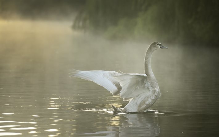 sjön, fåglar, morgon, vit svan, dimma