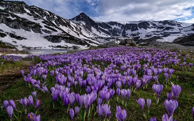 crocuses, mountains, spring, rila mountain, meadow flowers, bulgaria, rila