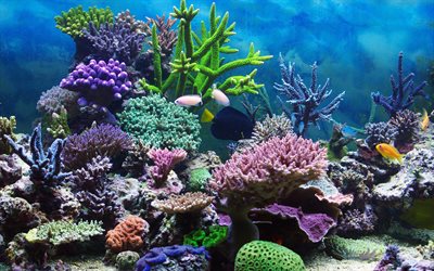 coral reef, fish, corals, the ocean, under water