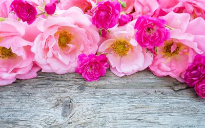 분홍색 roses, 분홍색 꽃이, 꽃, 폴란드 장미, 미