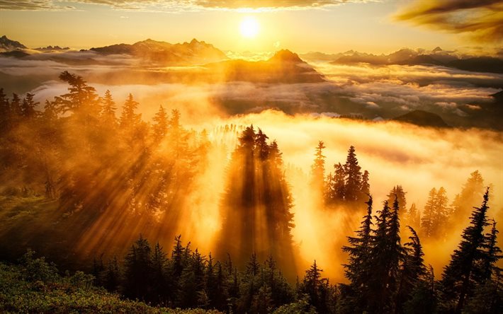 夜明け, 霧, 森林, 朝, の端樹