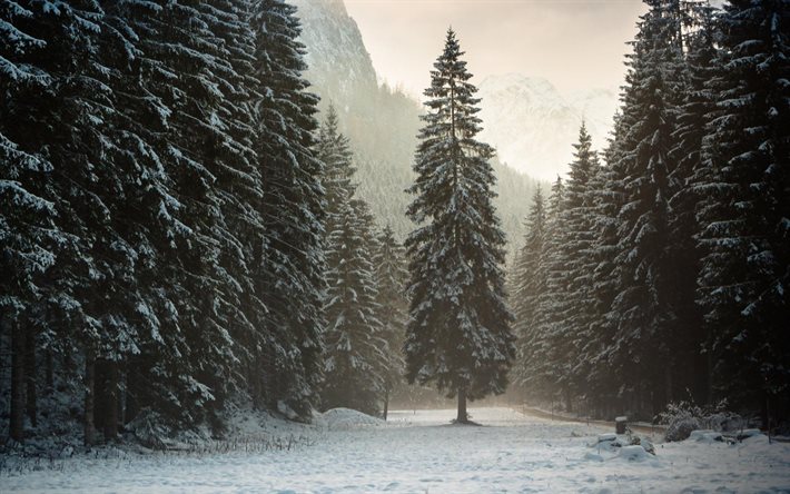 vinter, träd, skog, österrike, tyrolen, berg, alperna