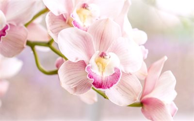 rosa de orquídeas, orquídeas, flores