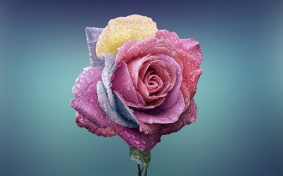 semicvetik, rose, art, multi-colored rose, the poland roses
