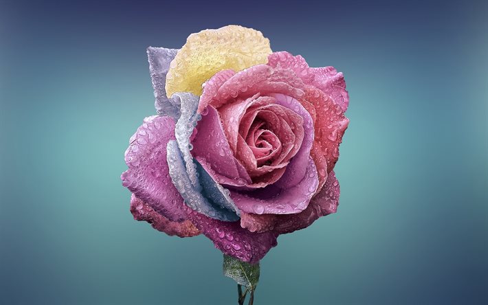 semicvetik, गुलाब, कला, बहु रंग का गुलाब, गुलाब पोलैंड