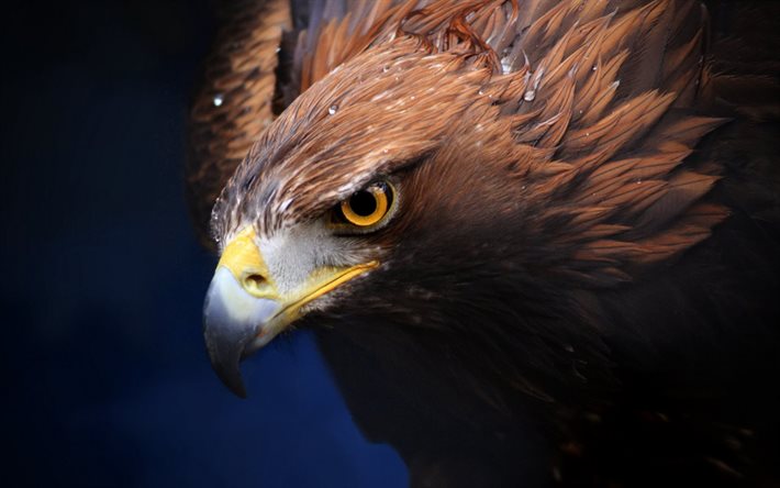 las águilas, el águila, los depredadores, el águila real