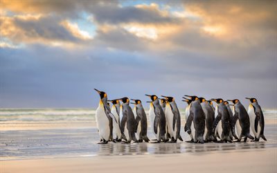 islas malvinas, pingüinos rey, el océano, la vida silvestre, en el océano atlántico