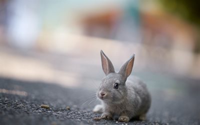 tavşan, hayvan, sevimli tavşanlar