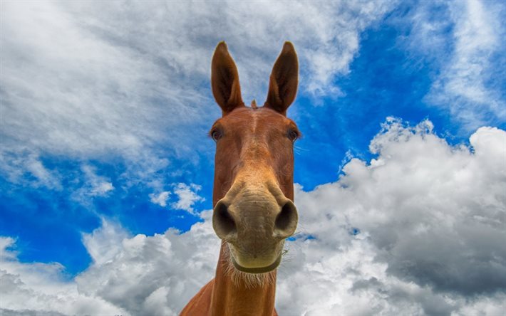 the sky, horse, clouds