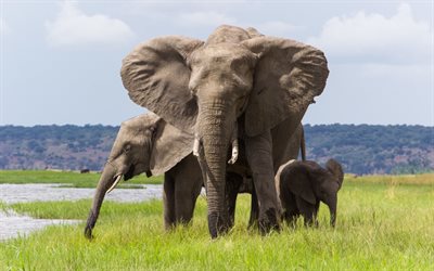 la familia, los elefantes, el pequeño elefante
