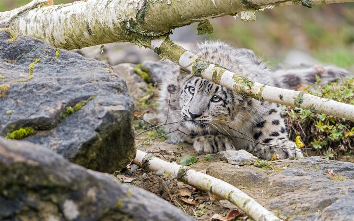 딕 자연, snow leopard, 동, tarini