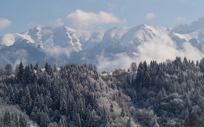 inverno, gori, foresta, transilvania, romania, carpazi, montagne