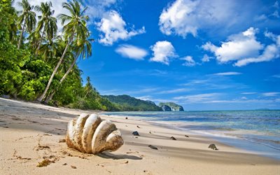 trópicos, la playa, gran lavadero, palmeras, shell, mar