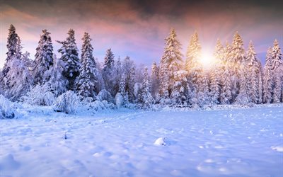 paysage d'hiver, de neige, de blessures, d'arbre en arbre, matin, l'hiver, alinci