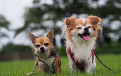 small dogs, chihuahua, dogs
