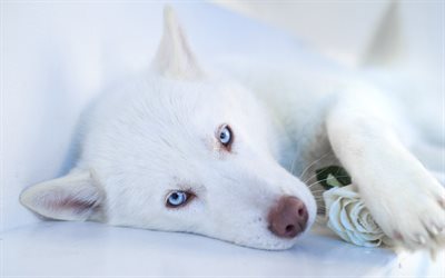 perro, perros husky, perro blanco