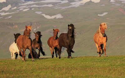 atlar, at, sürü, İzlanda