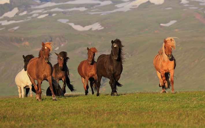 des chevaux, des troupeaux de chevaux, de l'islande