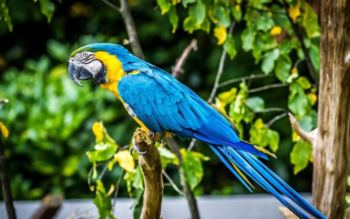 vacker papegoja, ara, fåglar, blå papegoja