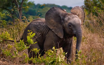 petit éléphant, éléphant d'afrique, les éléphants