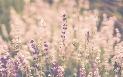 kukat, laventeli, luonnonkasvit, laventelin kukat