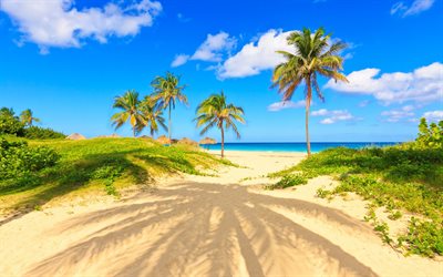 palm trees, the beach, sea, the rest, sand