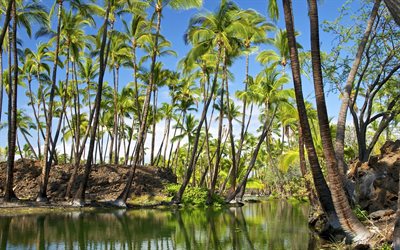 en verano, las islas oceánicas, isla de hawai, palmeras, estados unidos