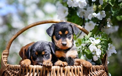 basket, dogs, cute puppies, animals