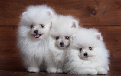cute doggies, spitz, white spitz
