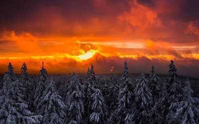 neve, inverno, árvore, floresta, o céu, alvorecer
