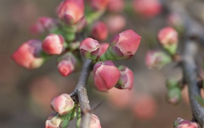 flowering, quince, spring, spring flowers