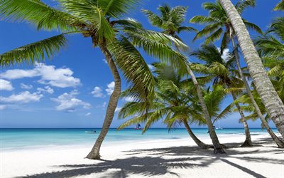 tropical beach, 섬, palma, tropical, paradise