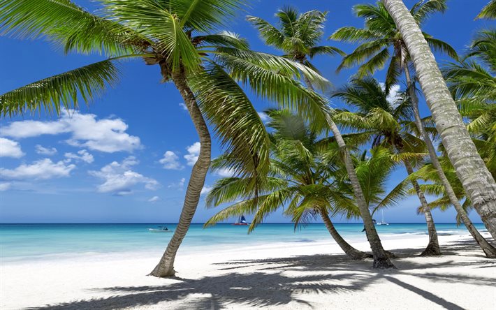 tropicale, spiaggia, isole, palma, paradiso