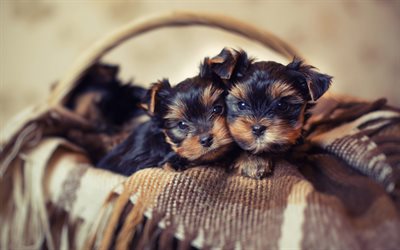 cute puppies, dogs, pets
