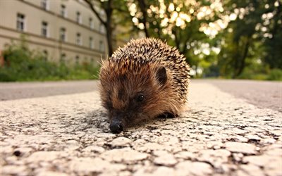 lovely creation, animals, hedgehog, a forester