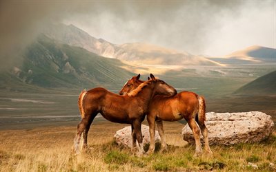 valley, horses, mountains, red horse