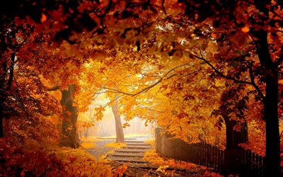 黄色の紅葉, 秋, パーク, 自然