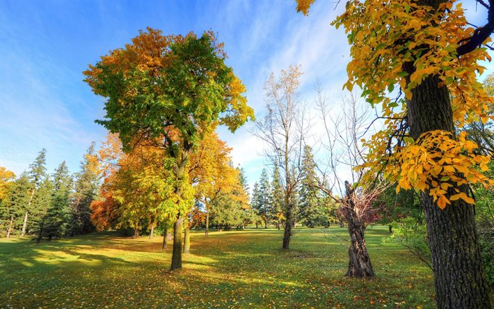 autunno, blu, cielo, parco, alberi, paesaggio