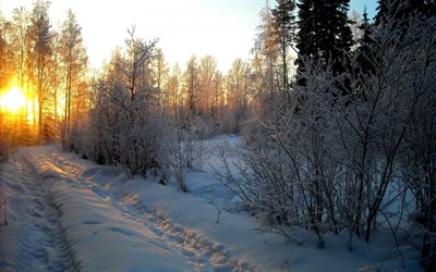 부상, 눈, 겨울 풍경, 겨울, 숲, 아침